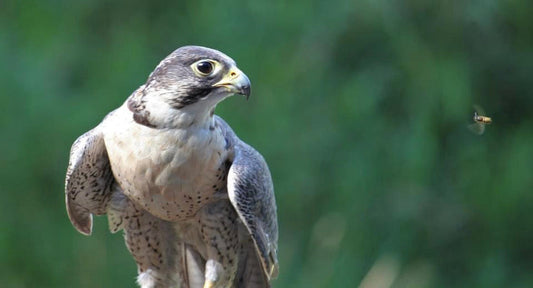 Falcon watching a bee in flight - a moment of connection between speed and savoring life's sweetness