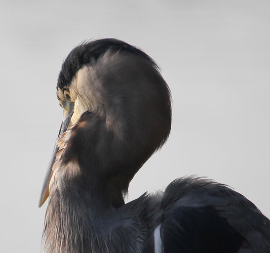 Great Blue Heron in patient stillness - a teacher of presence and patience in nature