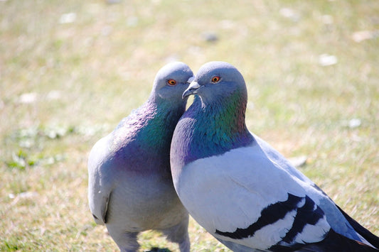 Two pigeons showing tender connection and love - a reminder that kindness and compassion exist everywhere in nature