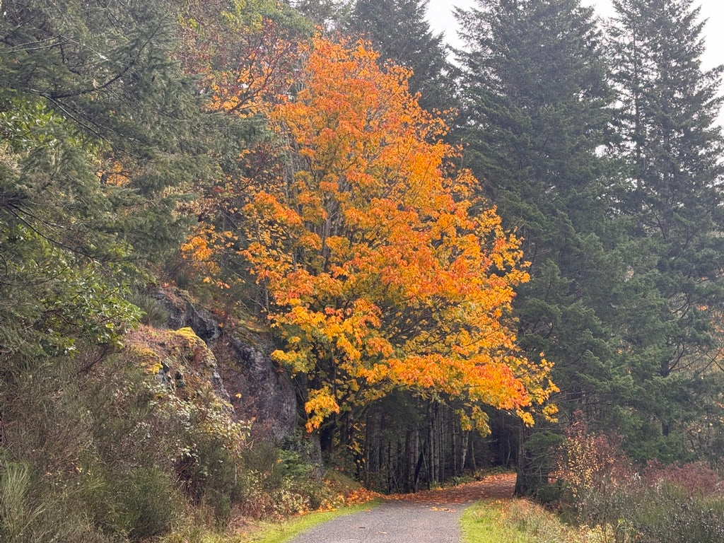 Golden fall tree at Roche Cove, Vancouver Island - where a joyful encounter with teens left a wonderful trail of smiles