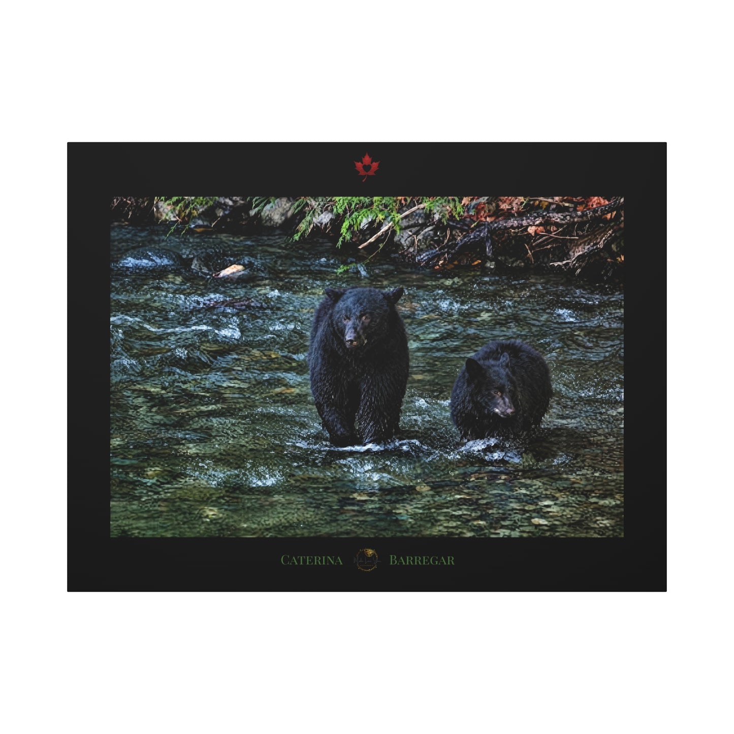 A rectangular black-framed print or plaque featuring a photograph of two black bears standing in a shallow stream, with a small red maple leaf emblem at the top and the words 'CATERINA BARREGAR' at the bottom.