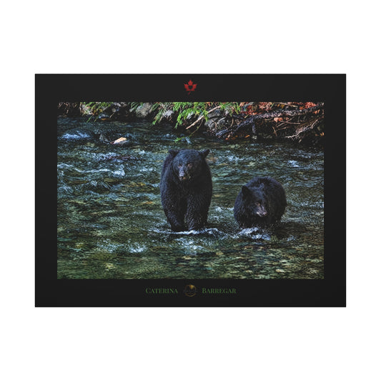 A rectangular black-framed print or plaque featuring a photograph of two black bears standing in a shallow stream, with a small red maple leaf emblem at the top and the words 'CATERINA BARREGAR' at the bottom.
