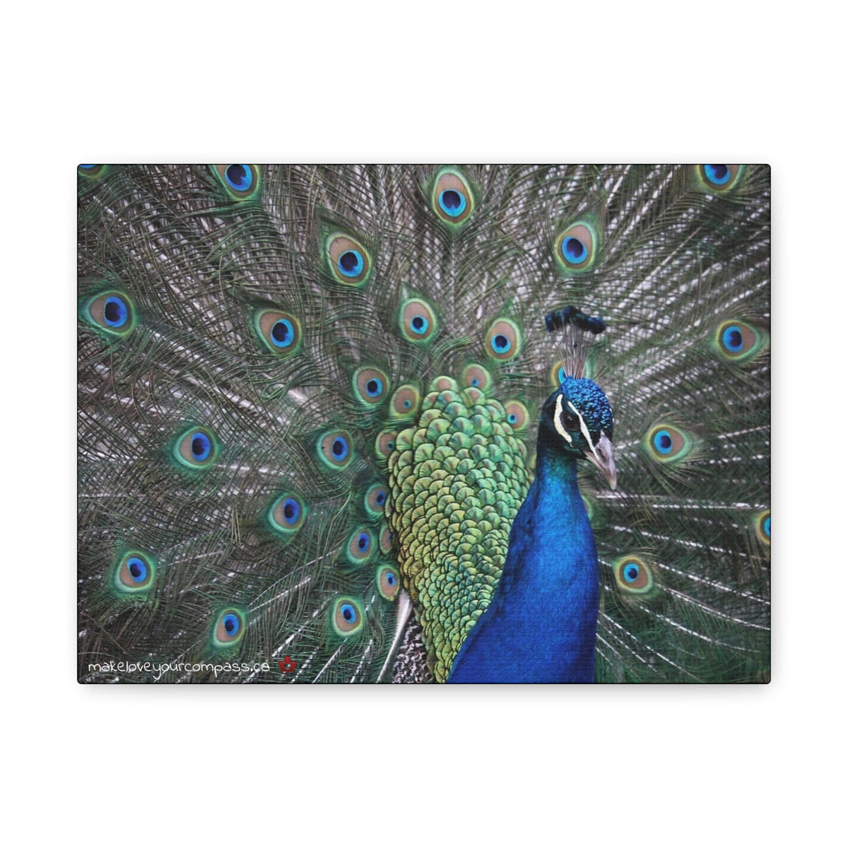 Make Love Your Compass A vibrant peacock feather artwork on a matte stretched canvas featuring deep jewel-toned blues and iridescent greens on a white background