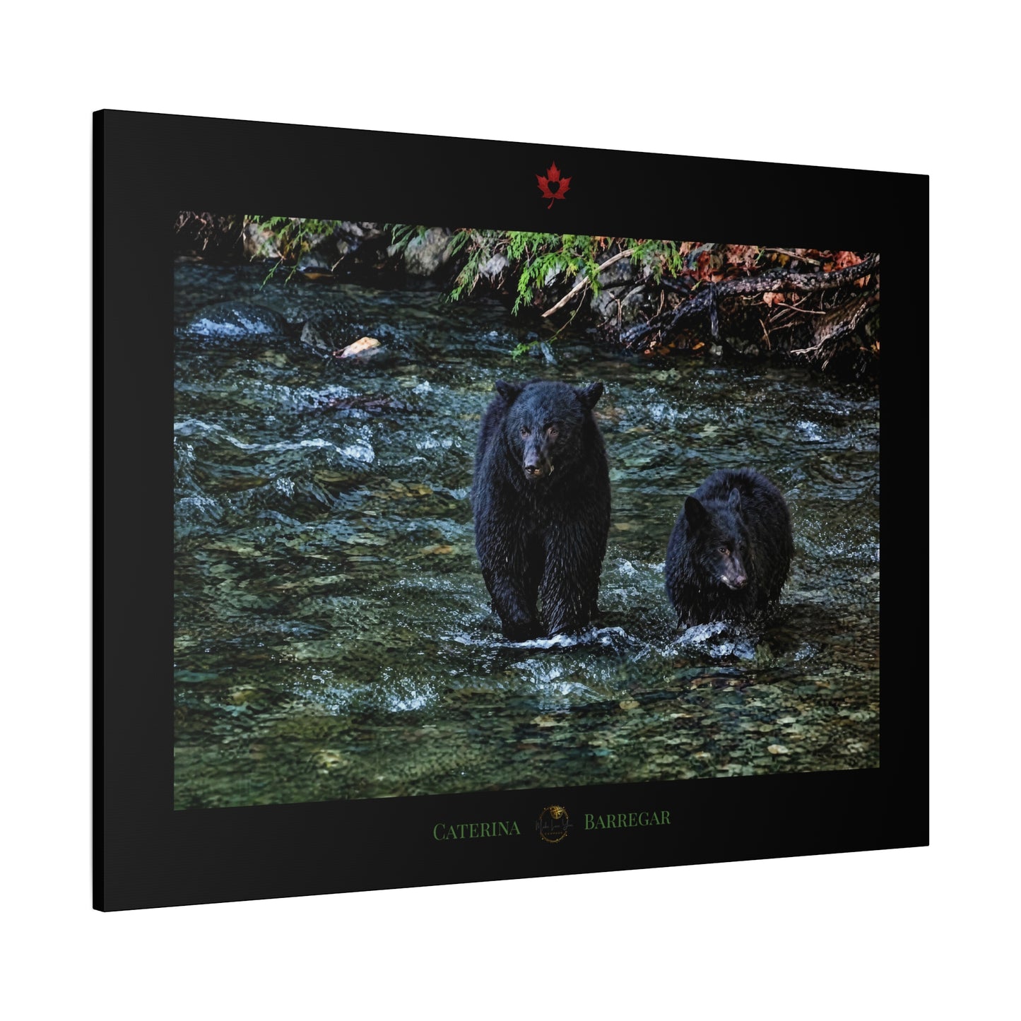 A rectangular black-framed print or plaque featuring a photograph of two black bears standing in a shallow stream, with a small red maple leaf emblem at the top and the words 'CATERINA BARREGAR' at the bottom.