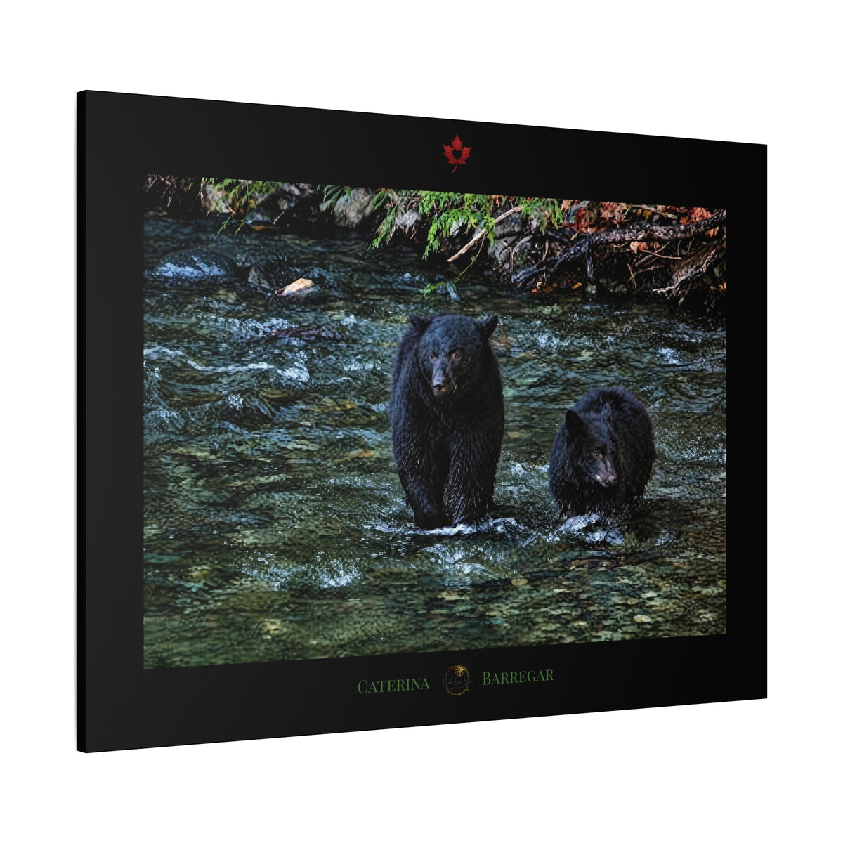 A rectangular black-framed print or plaque featuring a photograph of two black bears standing in a shallow stream, with a small red maple leaf emblem at the top and the words 'CATERINA BARREGAR' at the bottom.